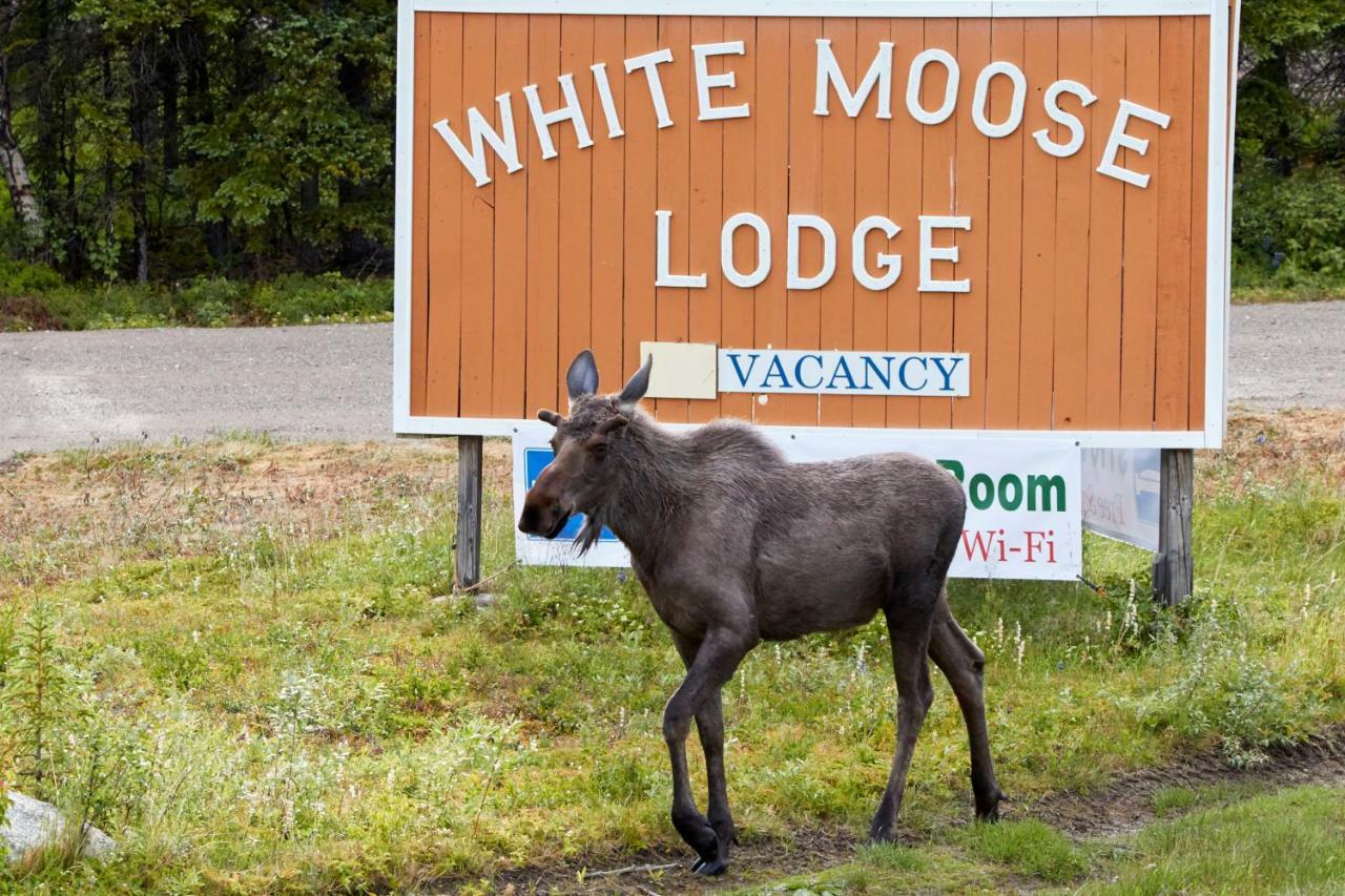 White Moose Lodge Healy Exteriör bild